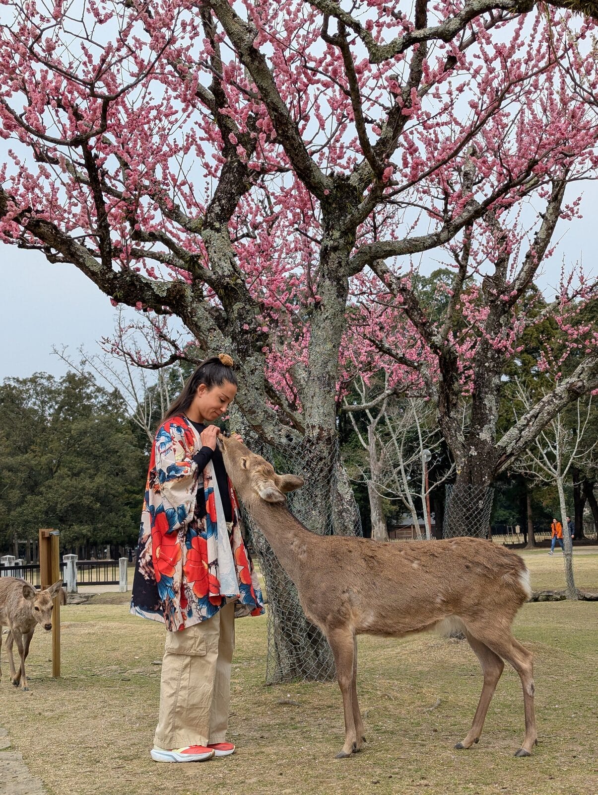 Rencontre avec un cerf à Nara pendant notre itinéraire Japon